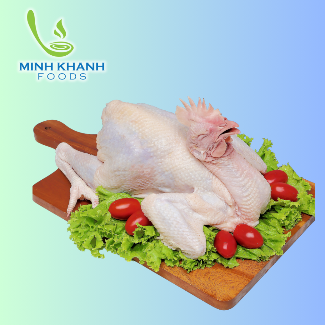 Gà Mái Trứng ( Gà Đẻ Trứng Vàng ) 